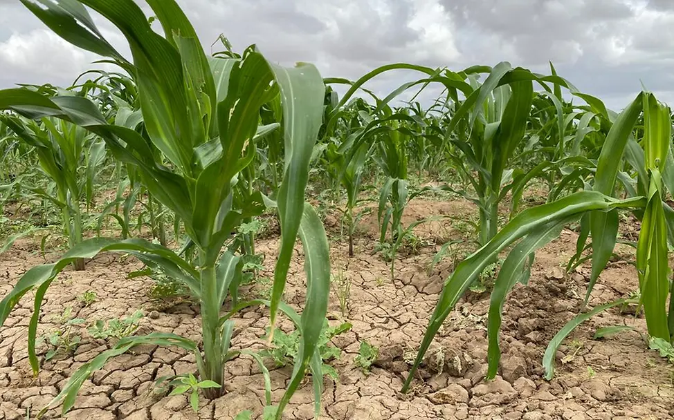 Hungerkrise in Kenia: Schlechte Ernten und Wasserknappheit verstärken den Hunger. | © UNICEF/Bulling Hunger in Kenia: Maispflanzen wachsen auf völlig vertrocknetem Boden.